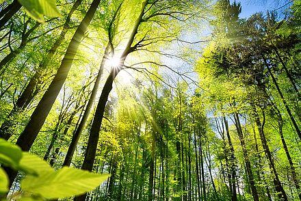 ein gesunder Wald dank Klimaschutz
