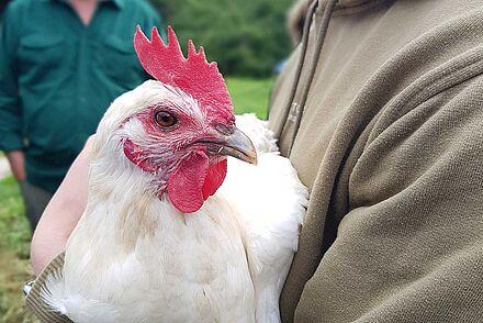 Exkursion auf den Haettelihof: Zweiwerthuhn "Sabine" auf dem Arm eines Food Management-Studierenden, Foto: Dr. Beate Gebhardt