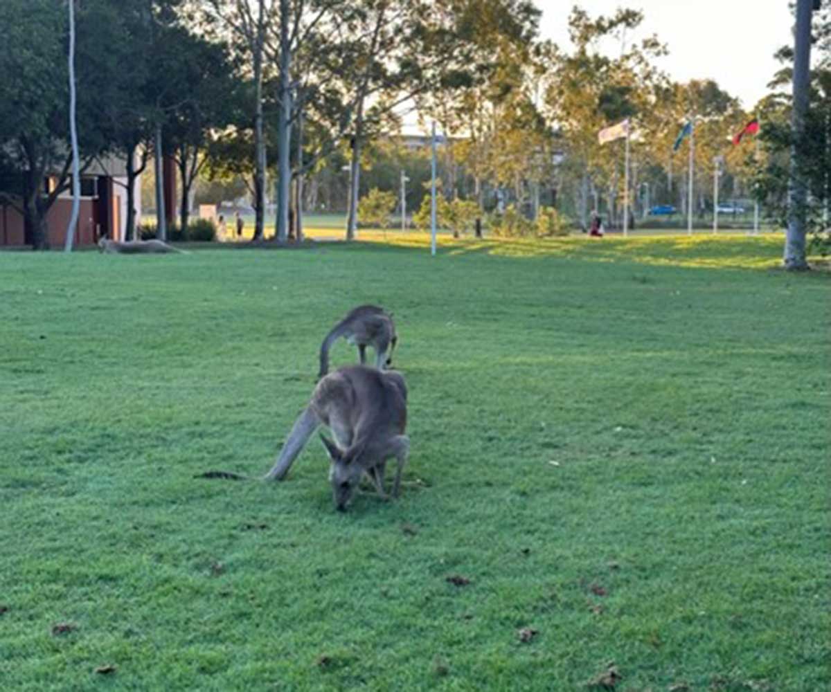 Tägliches Bild am Campus: Kängurus 