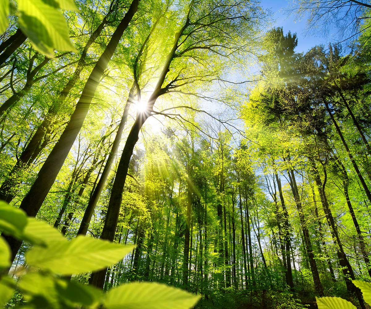 ein gesunder Wald dank Klimaschutz