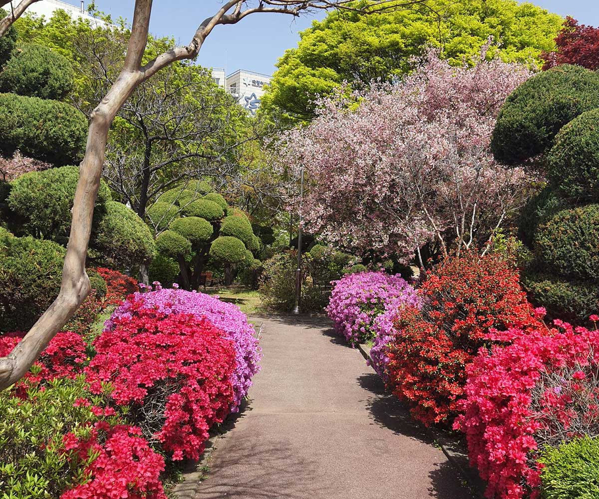 Frühling in Südkorea. 