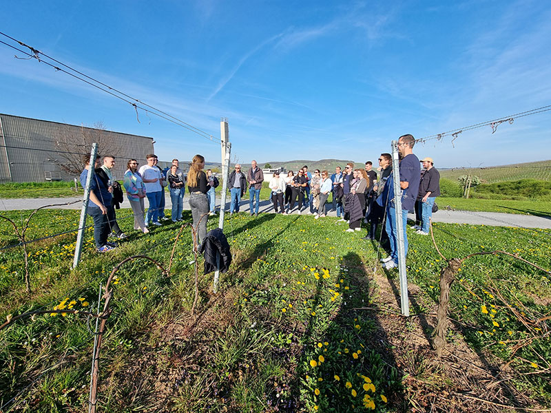 Alumni im Weinberg der Genossenschaftskellerei Heilbronn