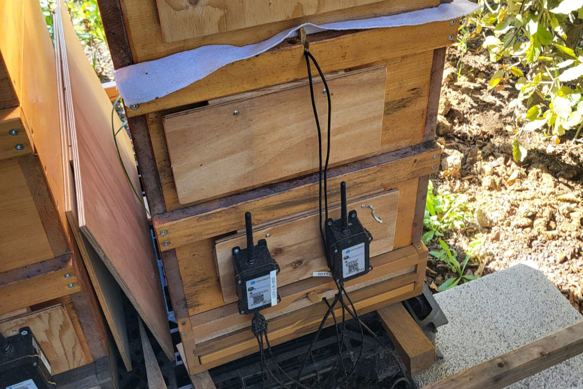 An den vier Bienenstöcken sind Sensoren angebracht: zwei in der Futterkammer, zwei in der Brutkammer. 